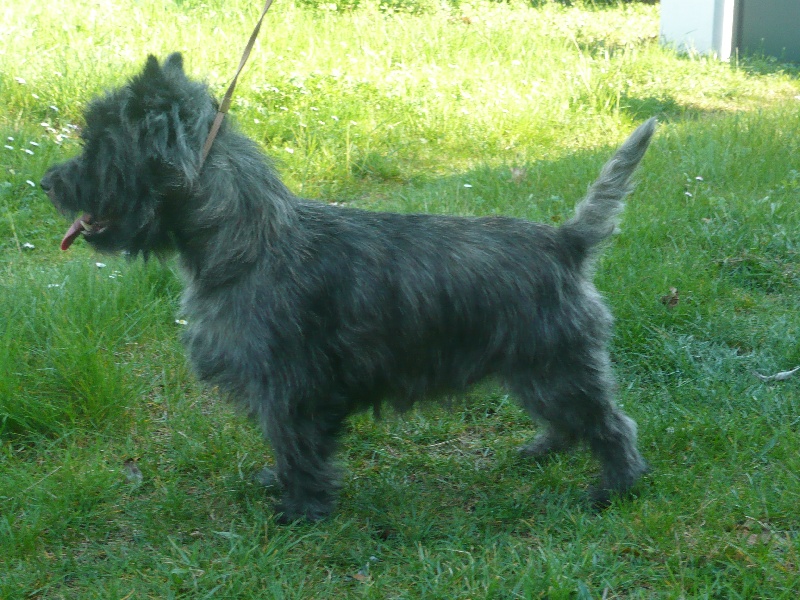 CH. Apollon De sinforace